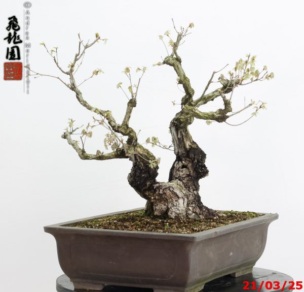 Quercus acutissima - immagine 5