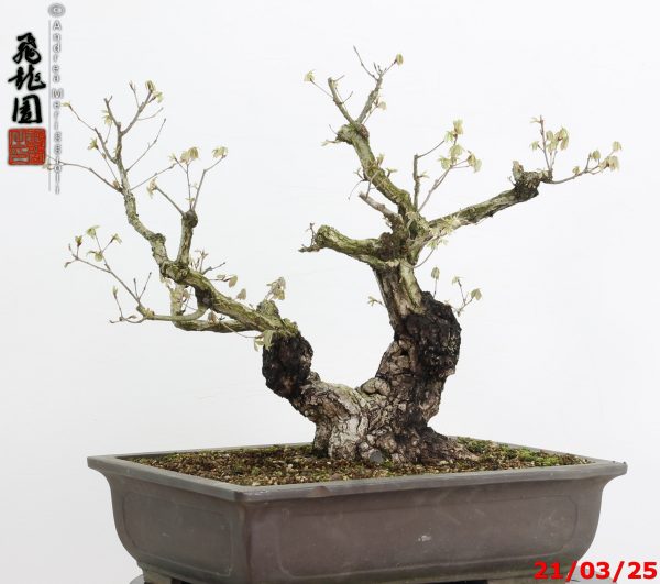 Quercus acutissima - immagine 6