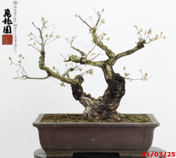 Quercus acutissima - immagine 7