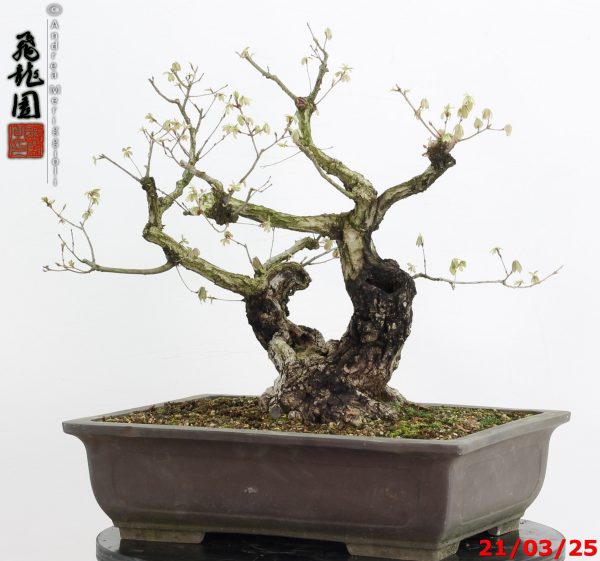 Quercus acutissima - immagine 8