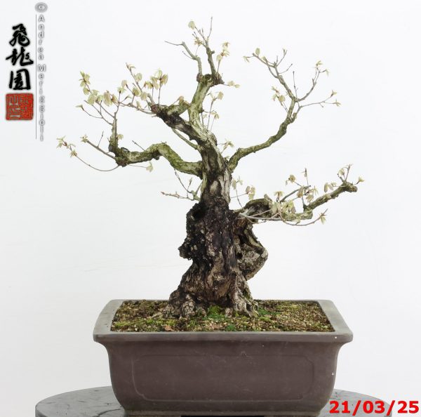 Quercus acutissima - immagine 9