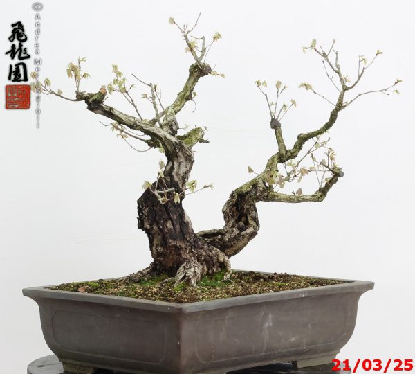 Quercus acutissima - immagine 10