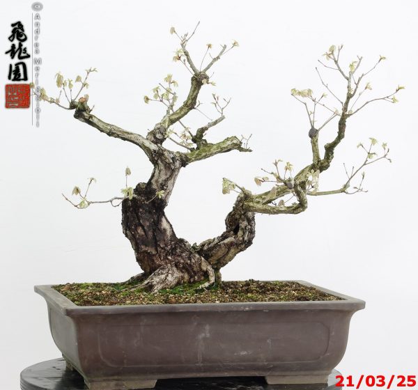 Quercus acutissima - immagine 11