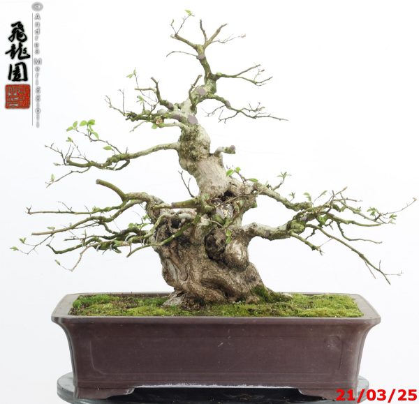 Carpinus turczaninowii - Image 2