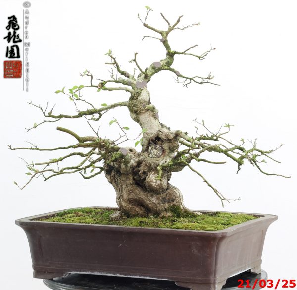 Carpinus turczaninowii - Image 3