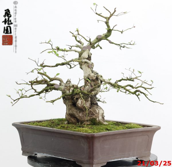 Carpinus turczaninowii - Image 4
