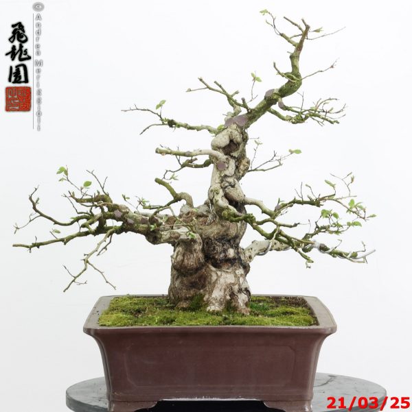 Carpinus turczaninowii - Image 5