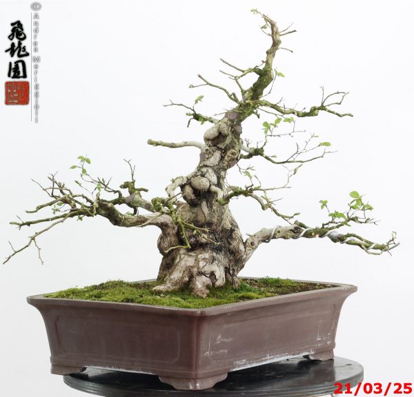 Carpinus turczaninowii - Image 6