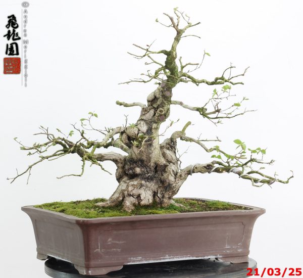 Carpinus turczaninowii - Image 7
