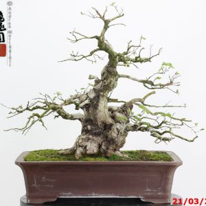 Carpinus turczaninowii
