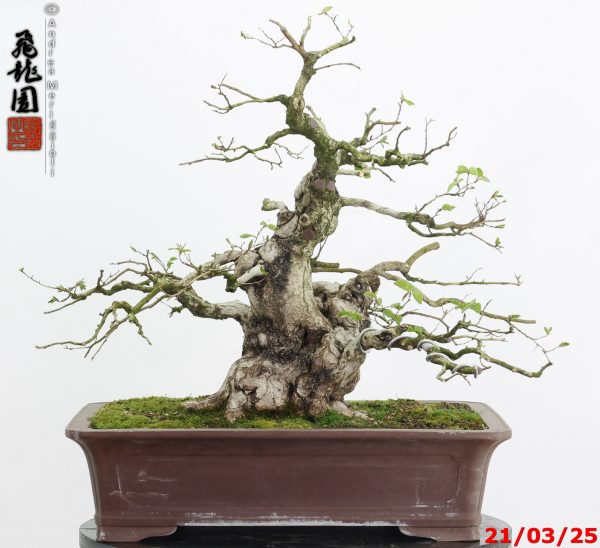 Carpinus turczaninowii