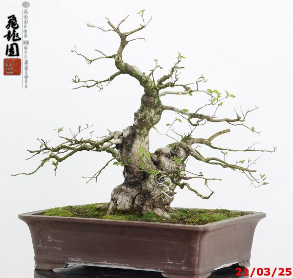 Carpinus turczaninowii - Image 8