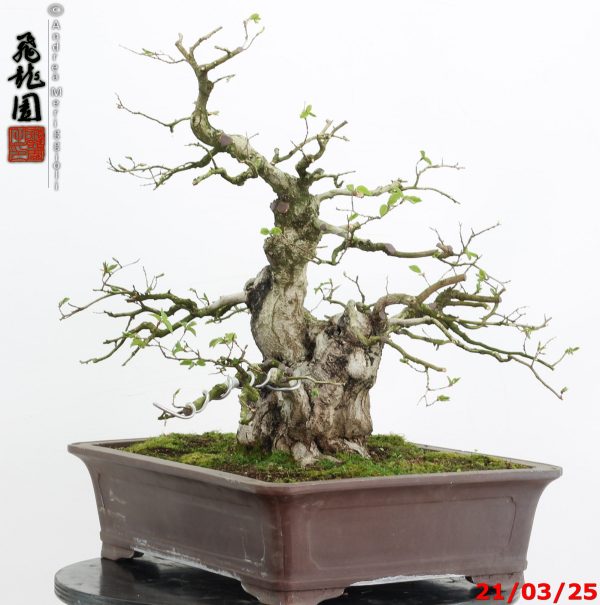 Carpinus turczaninowii - Image 9