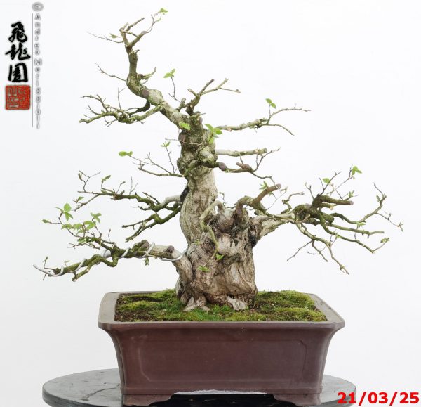 Carpinus turczaninowii - Image 10