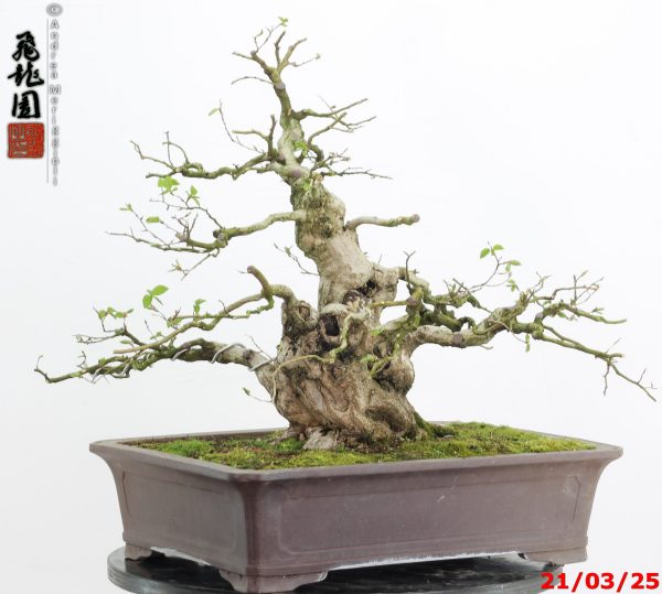 Carpinus turczaninowii - Image 11