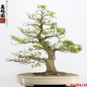 Acer palmatum