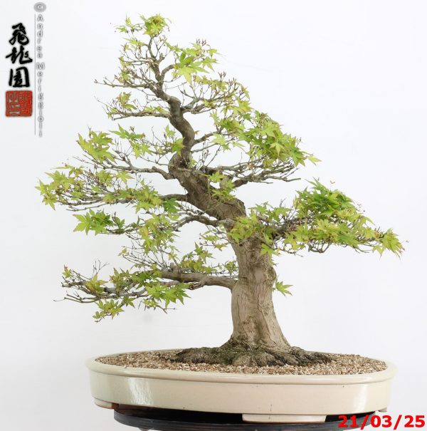 Acer palmatum - Image 2