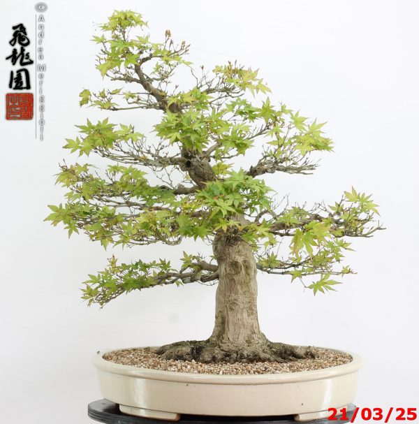 Acer palmatum - Image 3