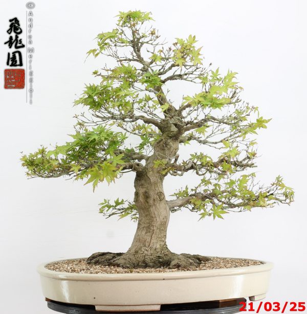 Acer palmatum - Image 4
