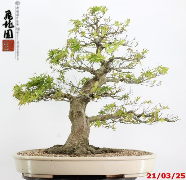 Acer palmatum - Image 5