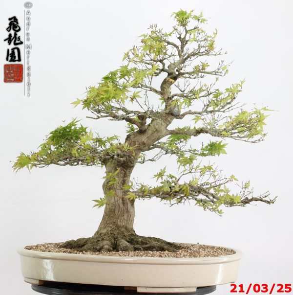 Acer palmatum - Image 6