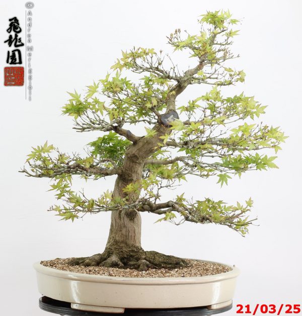 Acer palmatum - Image 7