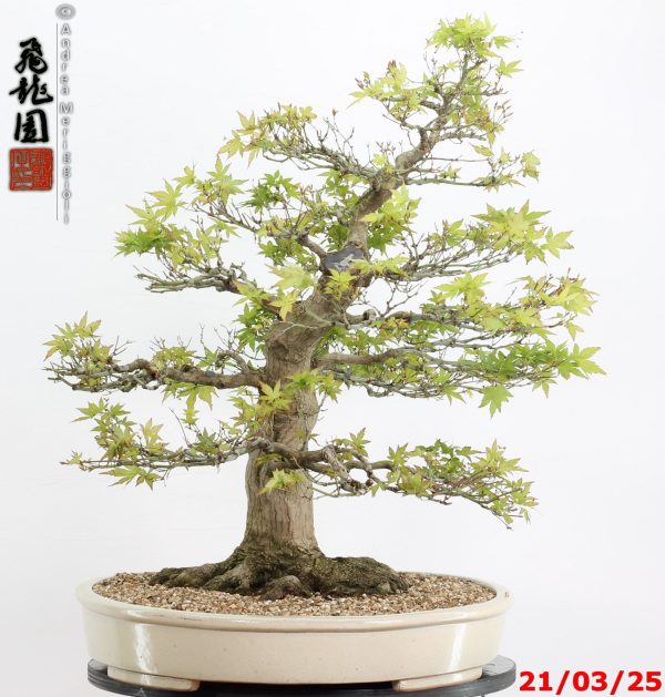 Acer palmatum - Image 8