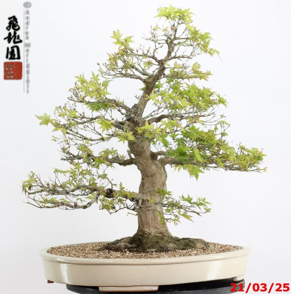 Acer palmatum - Image 9