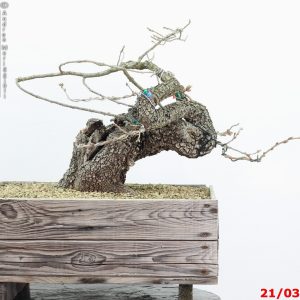 Quercus pubescens