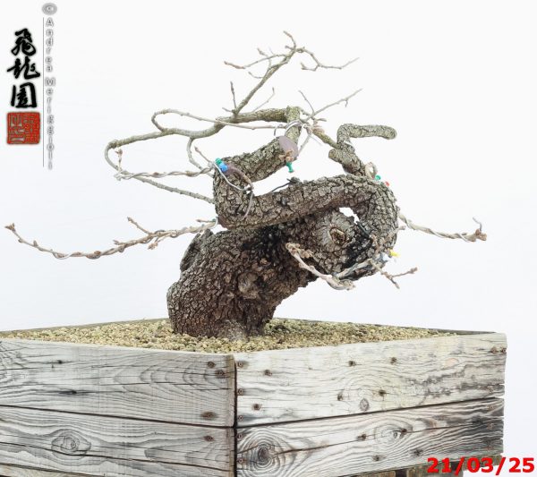 Quercus pubescens - immagine 2