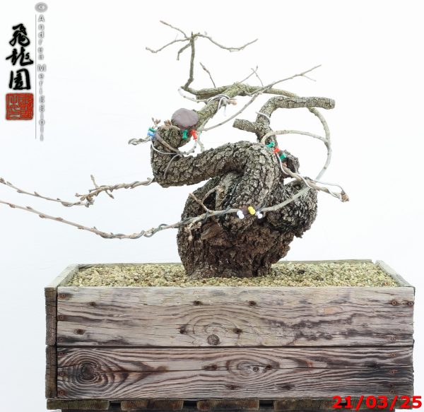 Quercus pubescens - immagine 3