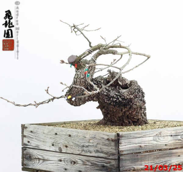 Quercus pubescens - immagine 4