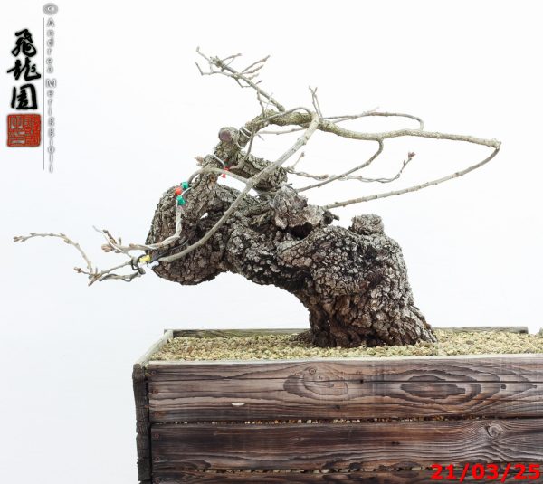 Quercus pubescens - immagine 5