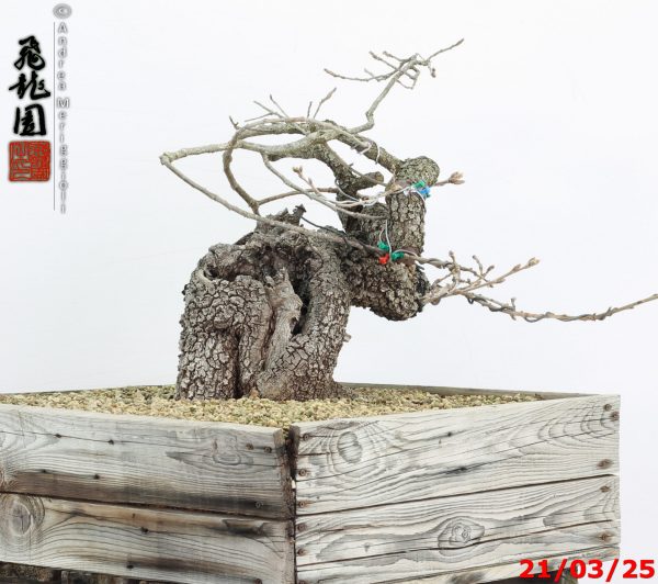 Quercus pubescens - immagine 9