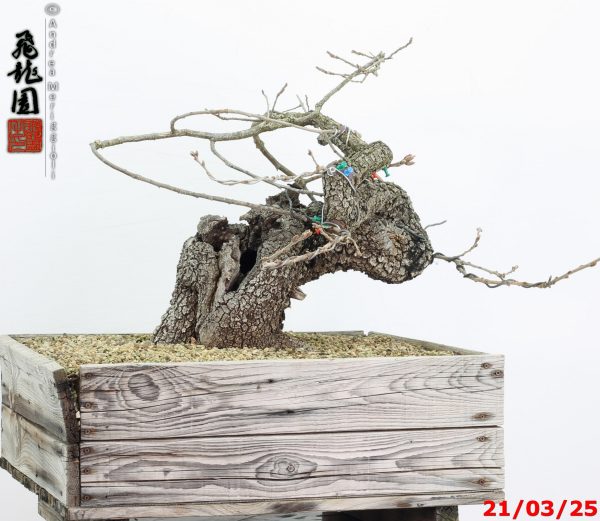 Quercus pubescens - immagine 8