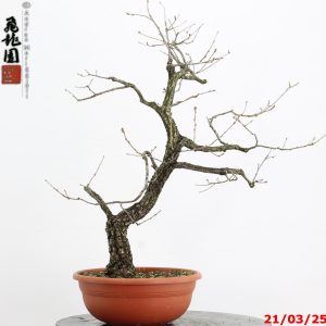 Quercus pubescens