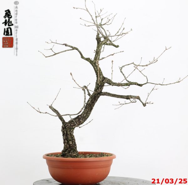 Quercus pubescens