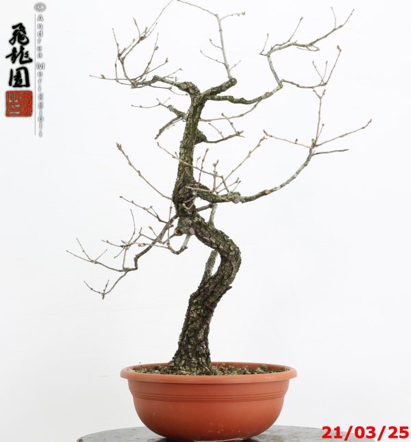 Quercus pubescens - immagine 3