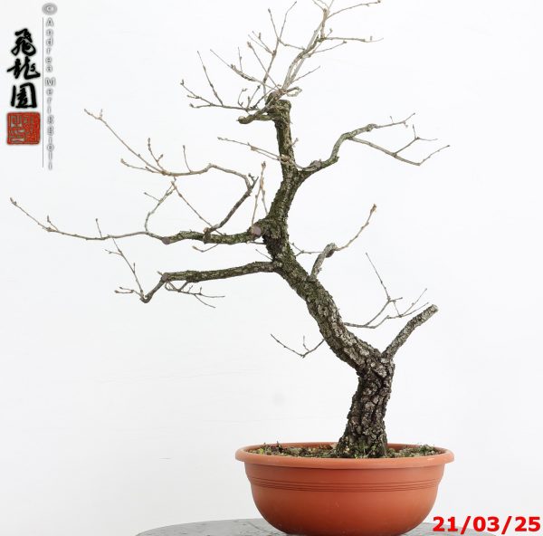 Quercus pubescens - immagine 4