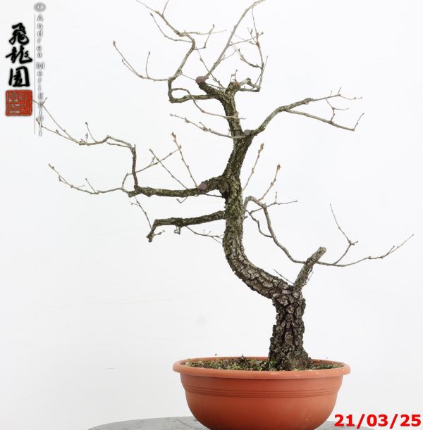 Quercus pubescens - immagine 5