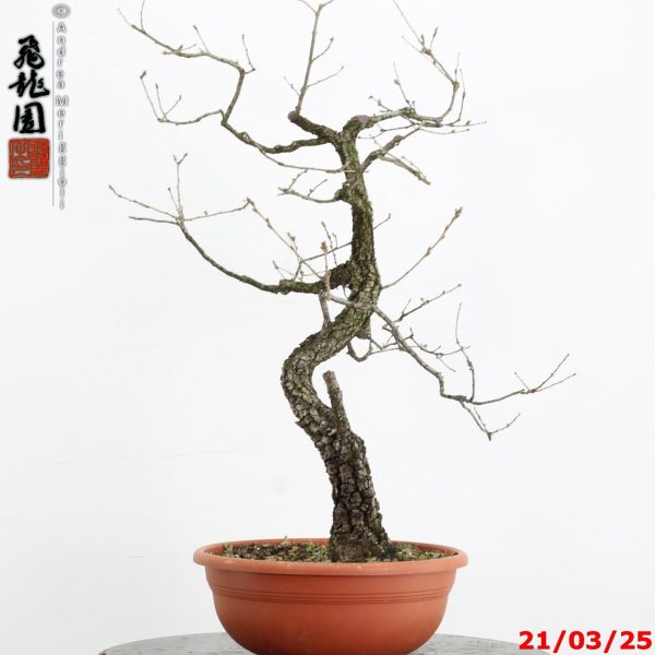 Quercus pubescens - immagine 6