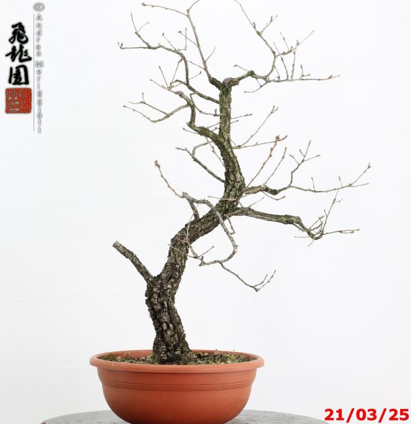 Quercus pubescens - immagine 7