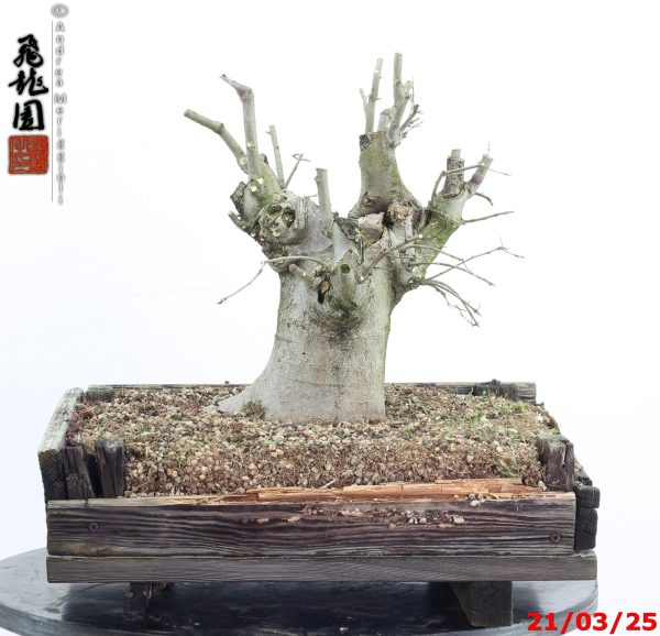 Celtis australis