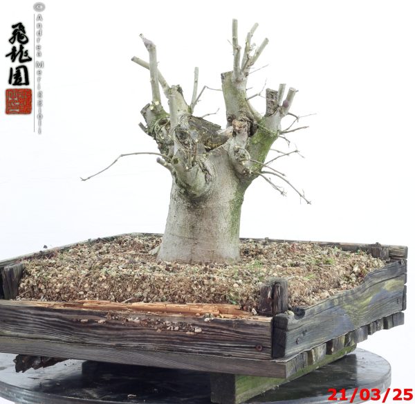 Celtis australis - immagine 2