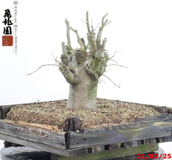 Celtis australis - immagine 3