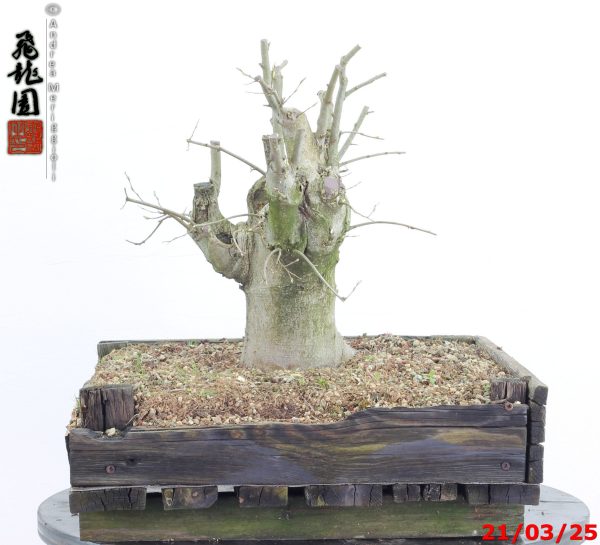 Celtis australis - immagine 4