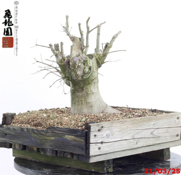 Celtis australis - immagine 5