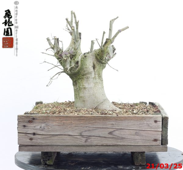 Celtis australis - immagine 6