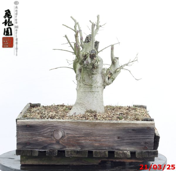 Celtis australis - immagine 7