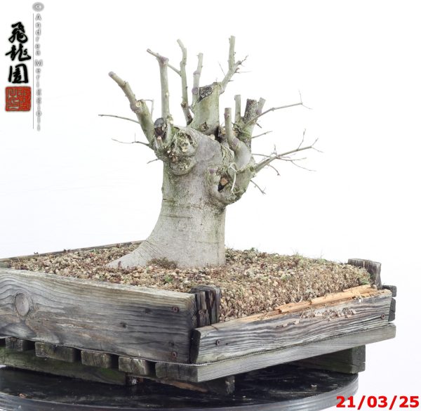 Celtis australis - immagine 8